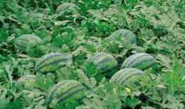 吃瓜爆料张凌赫视频大全,吃瓜爆料背后的精彩瞬间